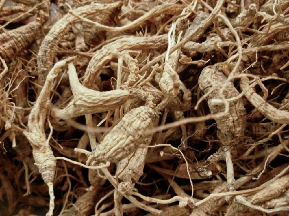Saleable Roots and Herbs